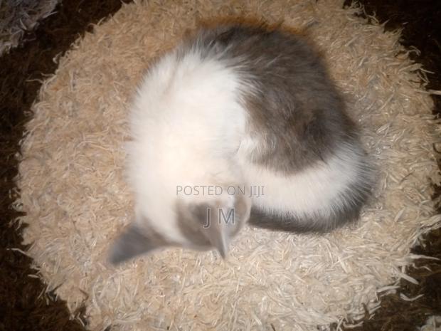 1-3 months Female Purebred Persian - thumbnail 9