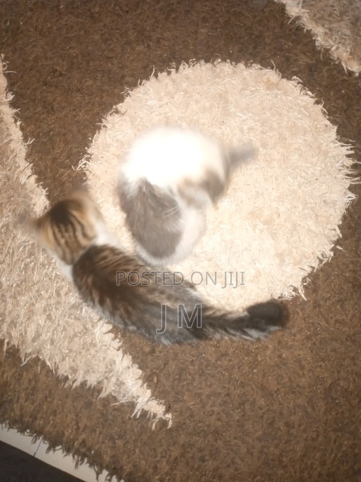 1-3 months Female Purebred Persian