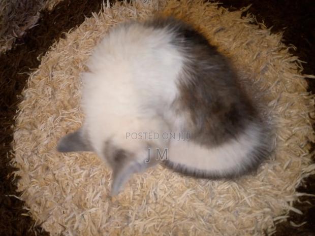 1-3 months Female Purebred Persian - thumbnail 11