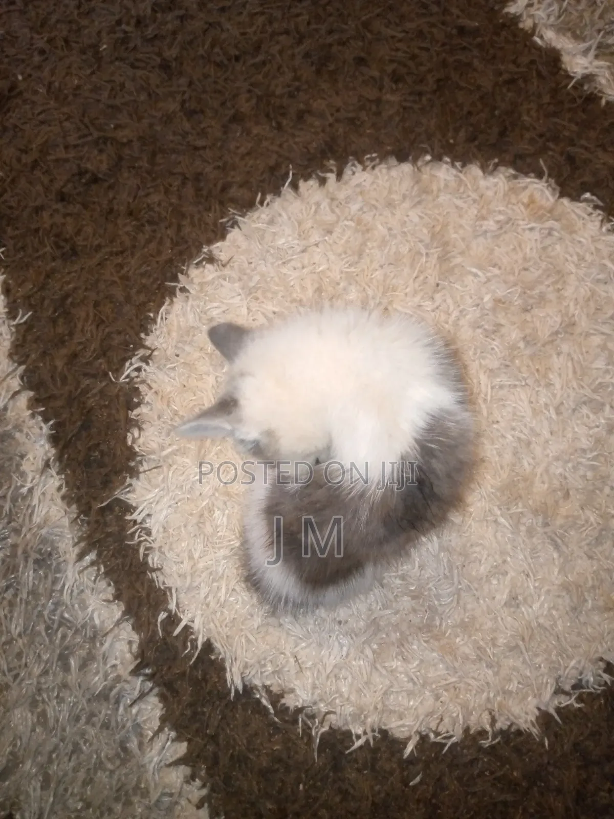 1-3 months Female Purebred Persian