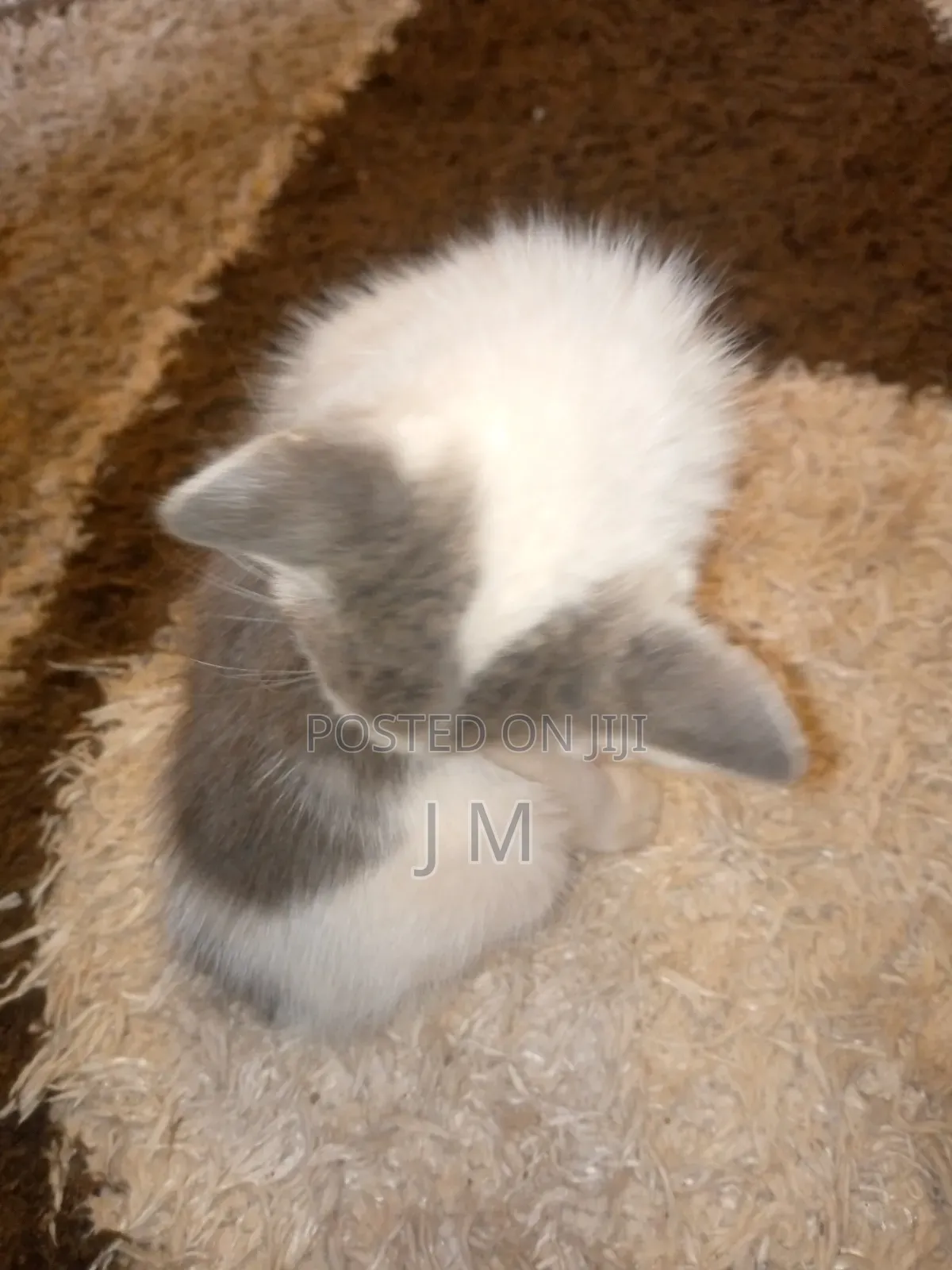 1-3 months Female Purebred Persian