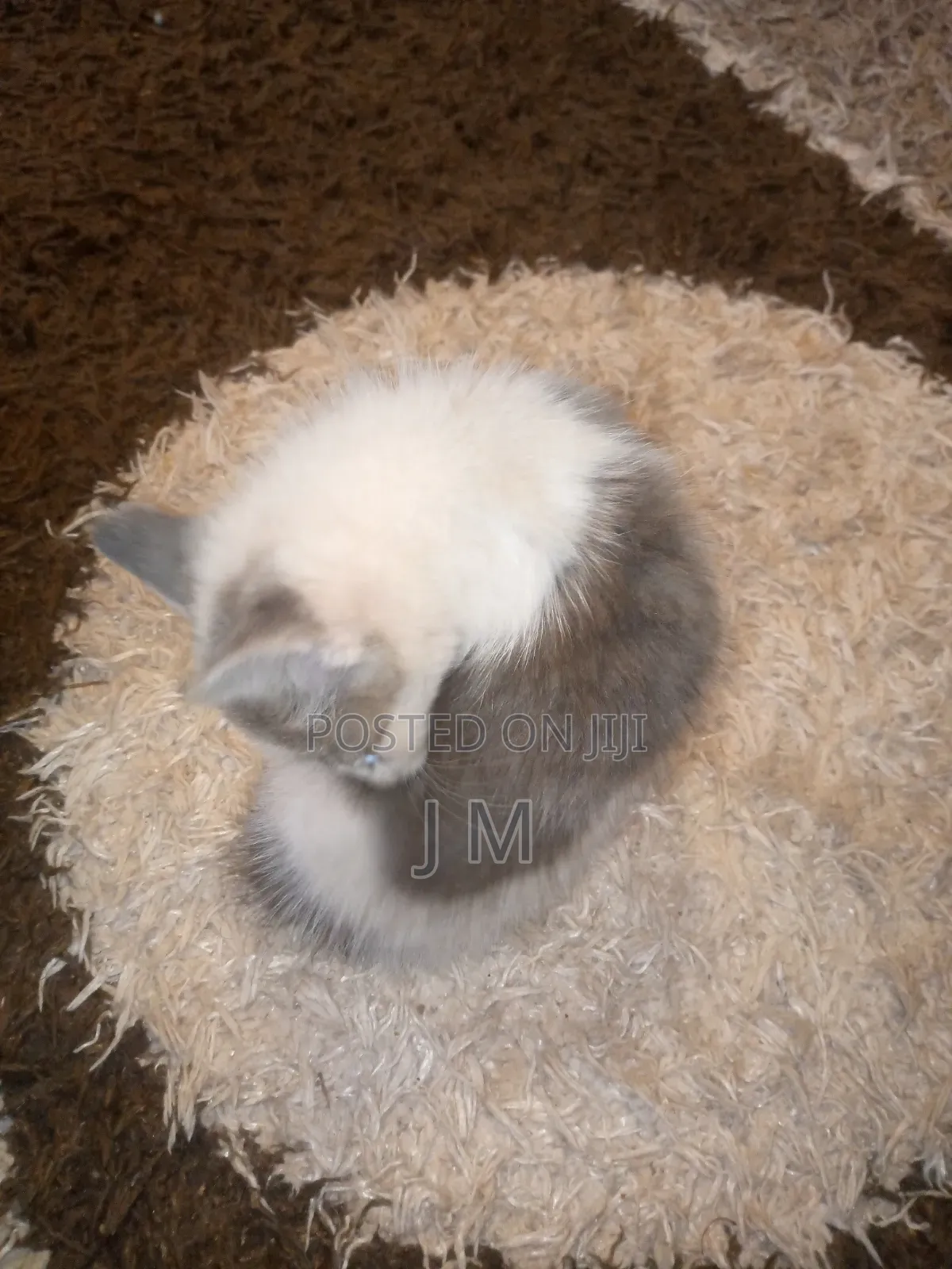1-3 months Female Purebred Persian