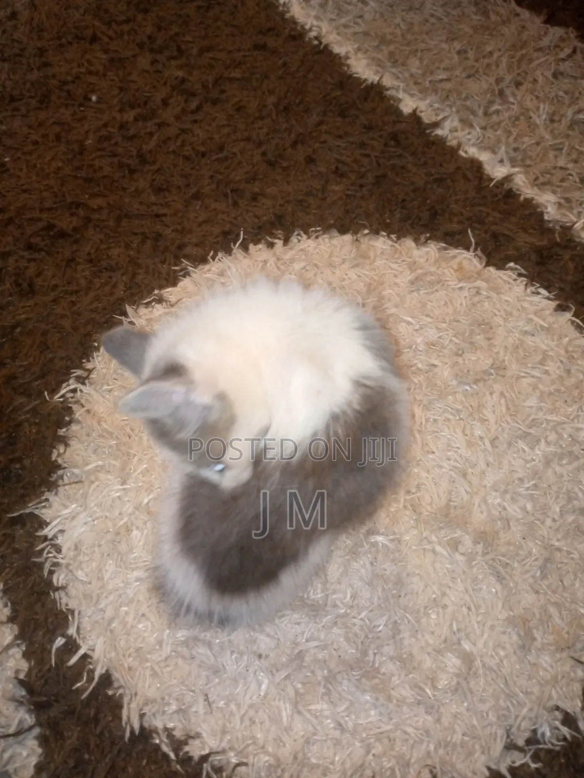 1-3 months Female Purebred Persian