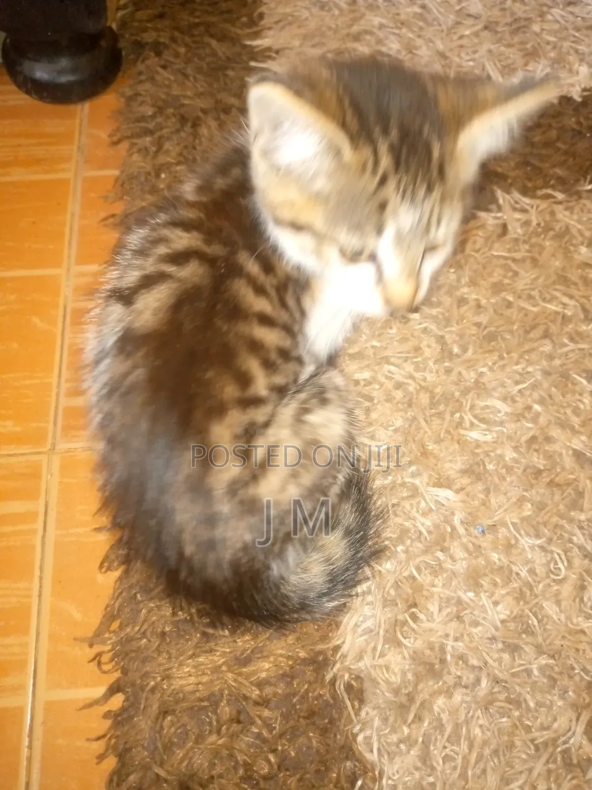 1-3 months Female Purebred Persian