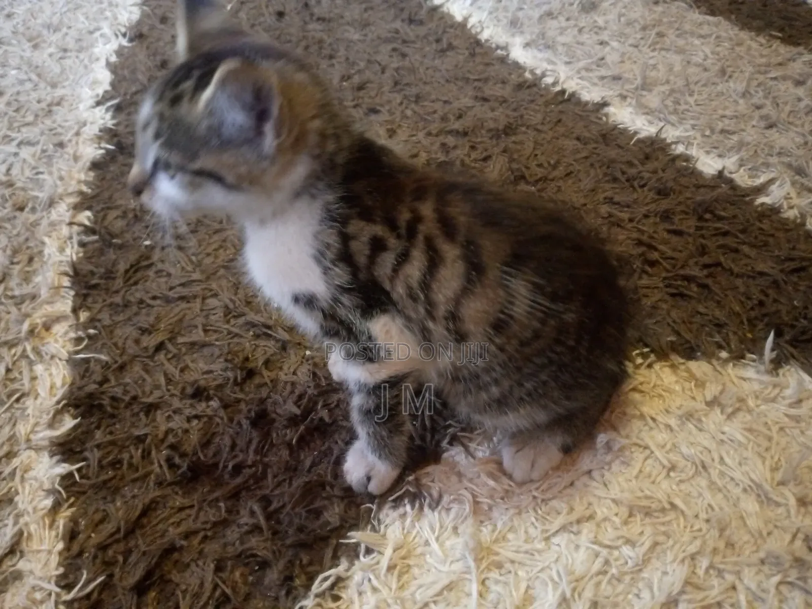 1-3 months Female Purebred Persian
