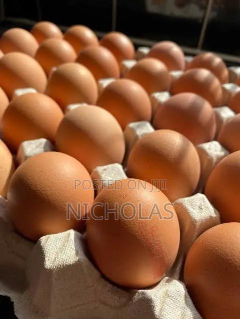 Fresh Farm Table Eggs Wholesale