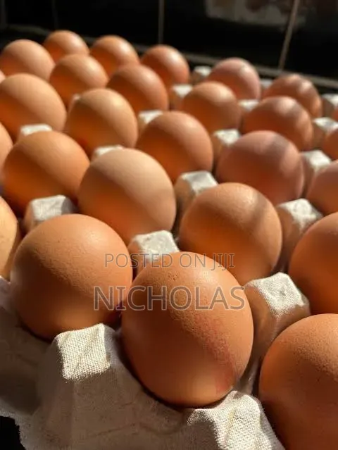 Fresh Farm Table Eggs Wholesale