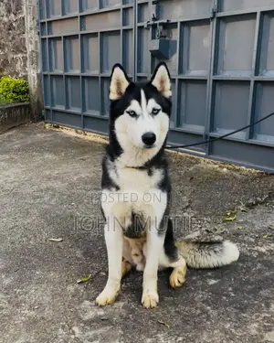 6-12 months Male Purebred Siberian Husky