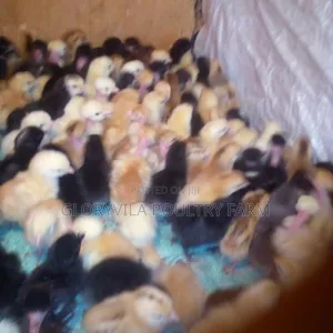 Day Old Improved Kienyeji Chicks