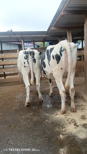 Super Perdigree Incalf Heifers