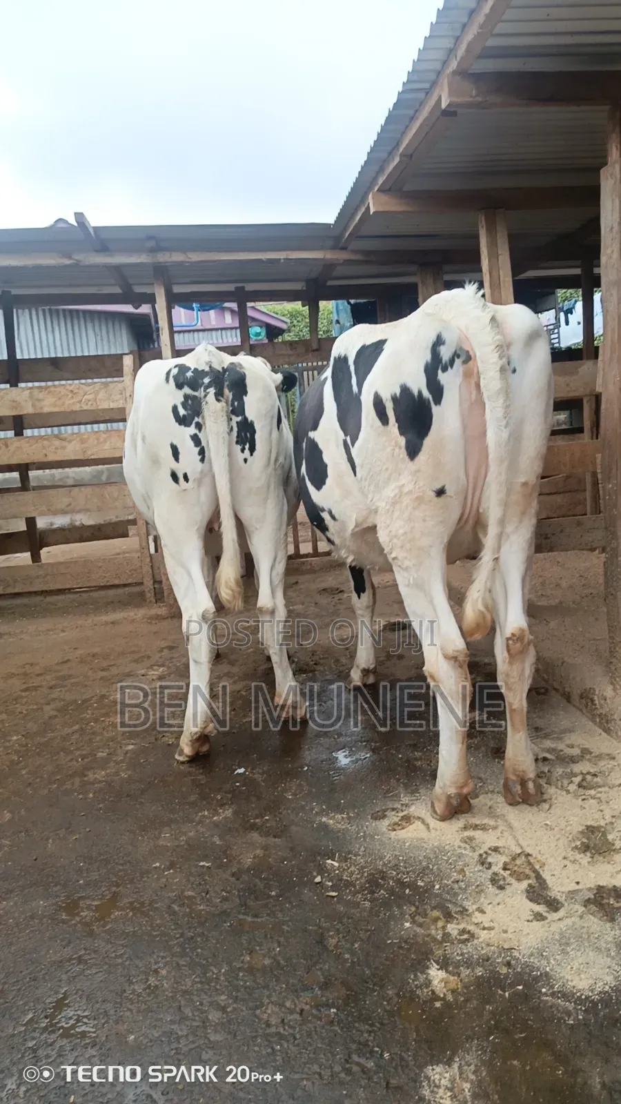 Super Perdigree Incalf Heifers