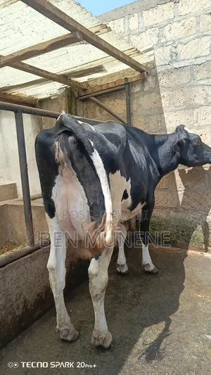 Super Perdigree Cows