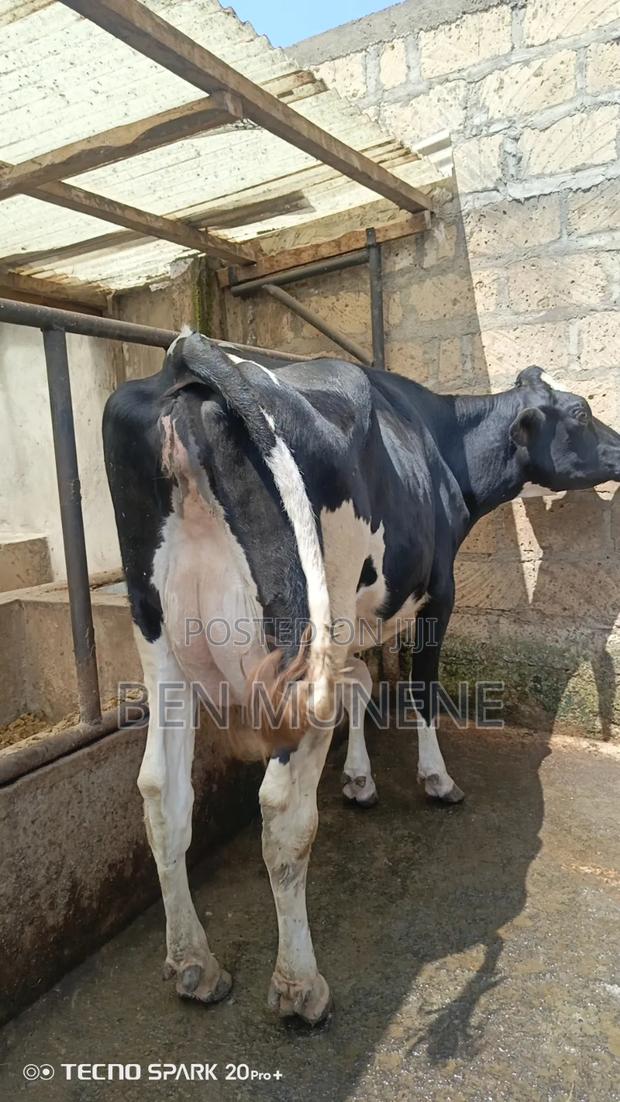 Super Perdigree Cows