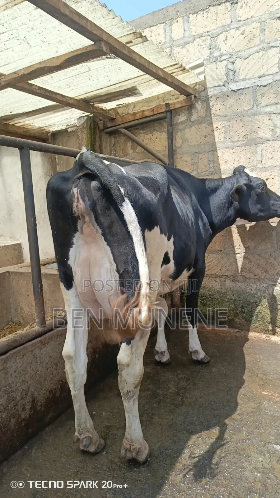 Super Perdigree Cows