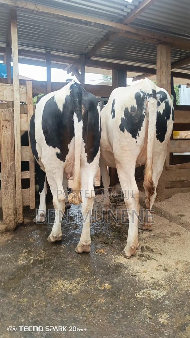 Incalf Heifers