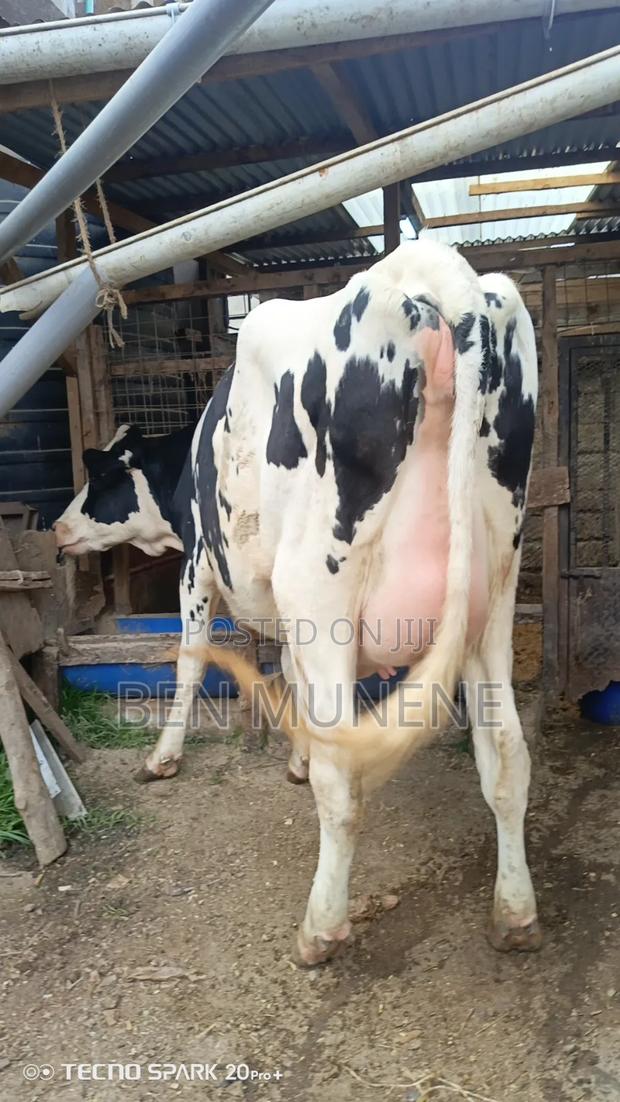 Super Breeds Cows