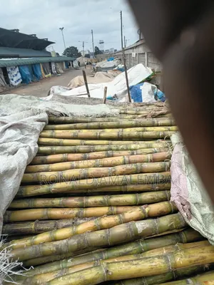 Sugarcane for Sale