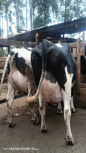 Milking Cows on Sale