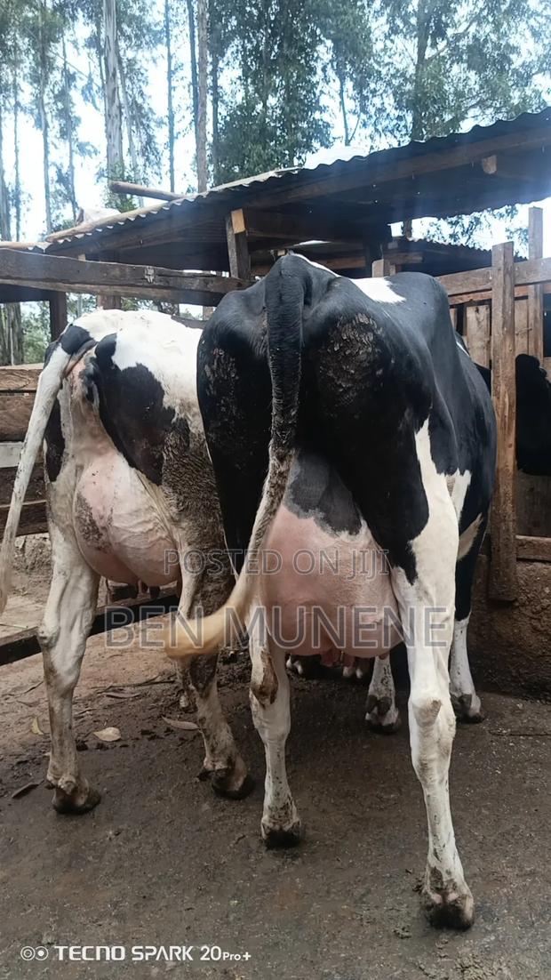 Milking Cows on Sale
