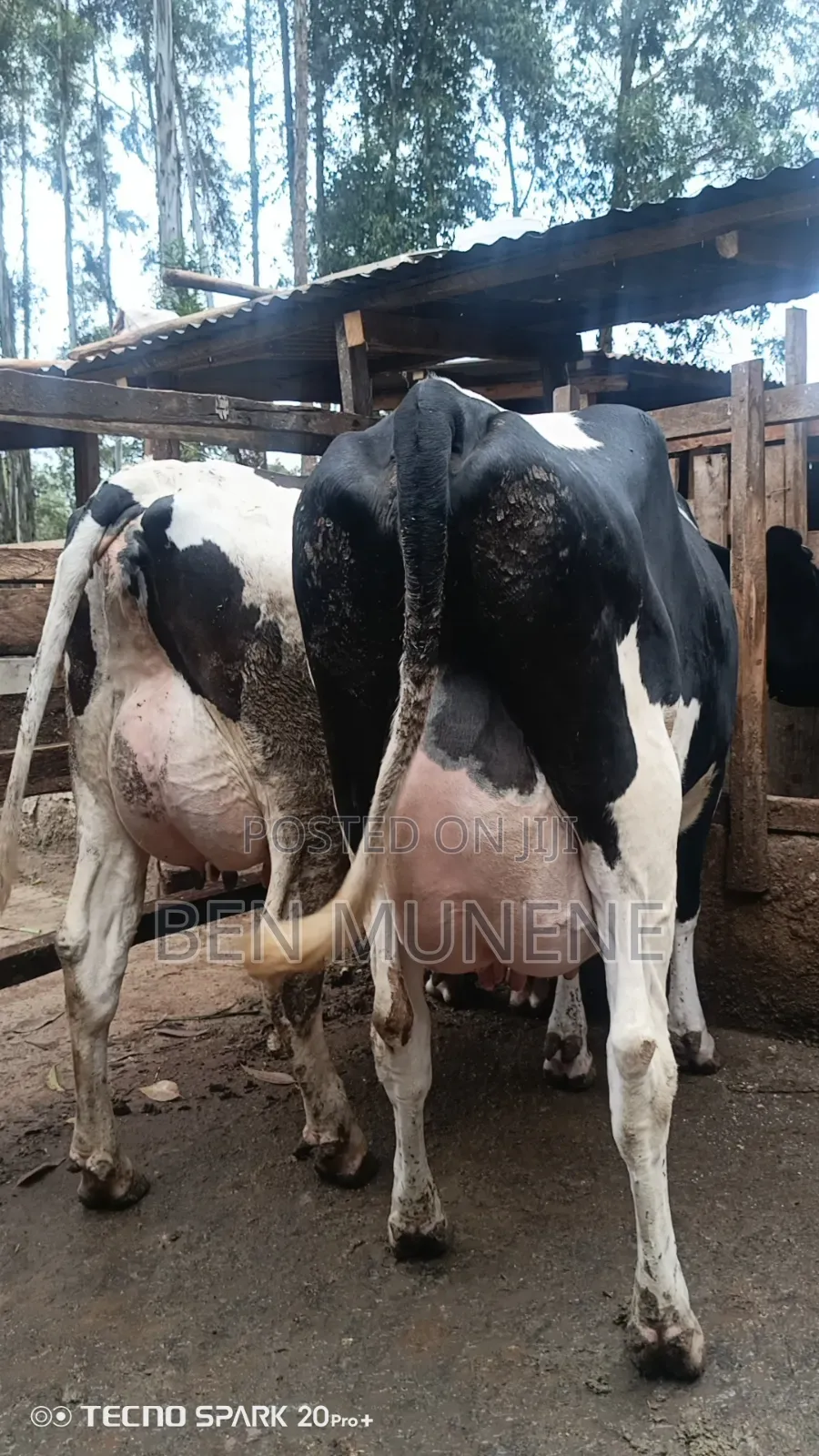 Milking Cows on Sale
