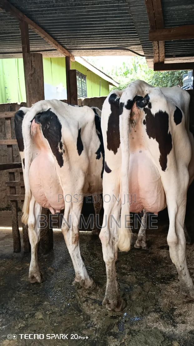 Cows on Sale