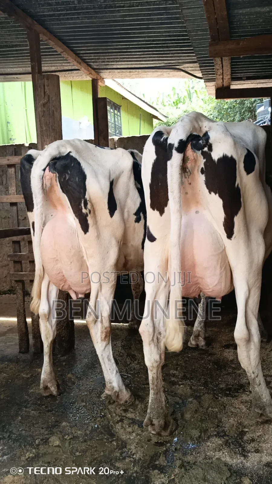 Cows on Sale