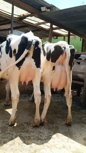 Cows on Sale