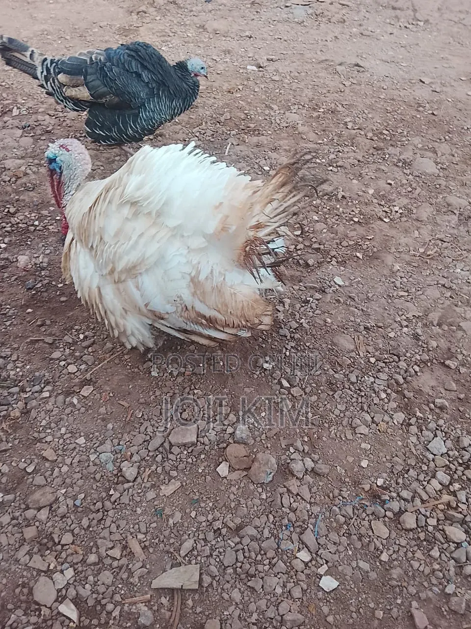 Mature Turkeys