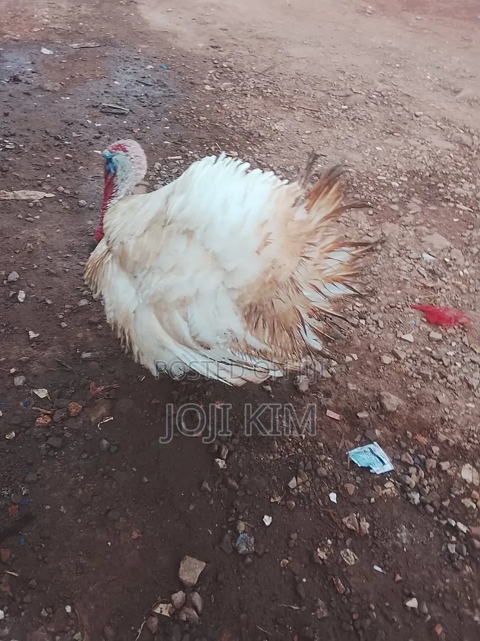 Mature Turkeys