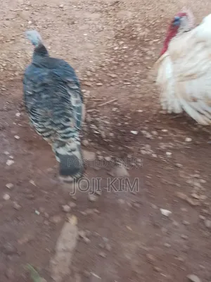Mature Turkeys