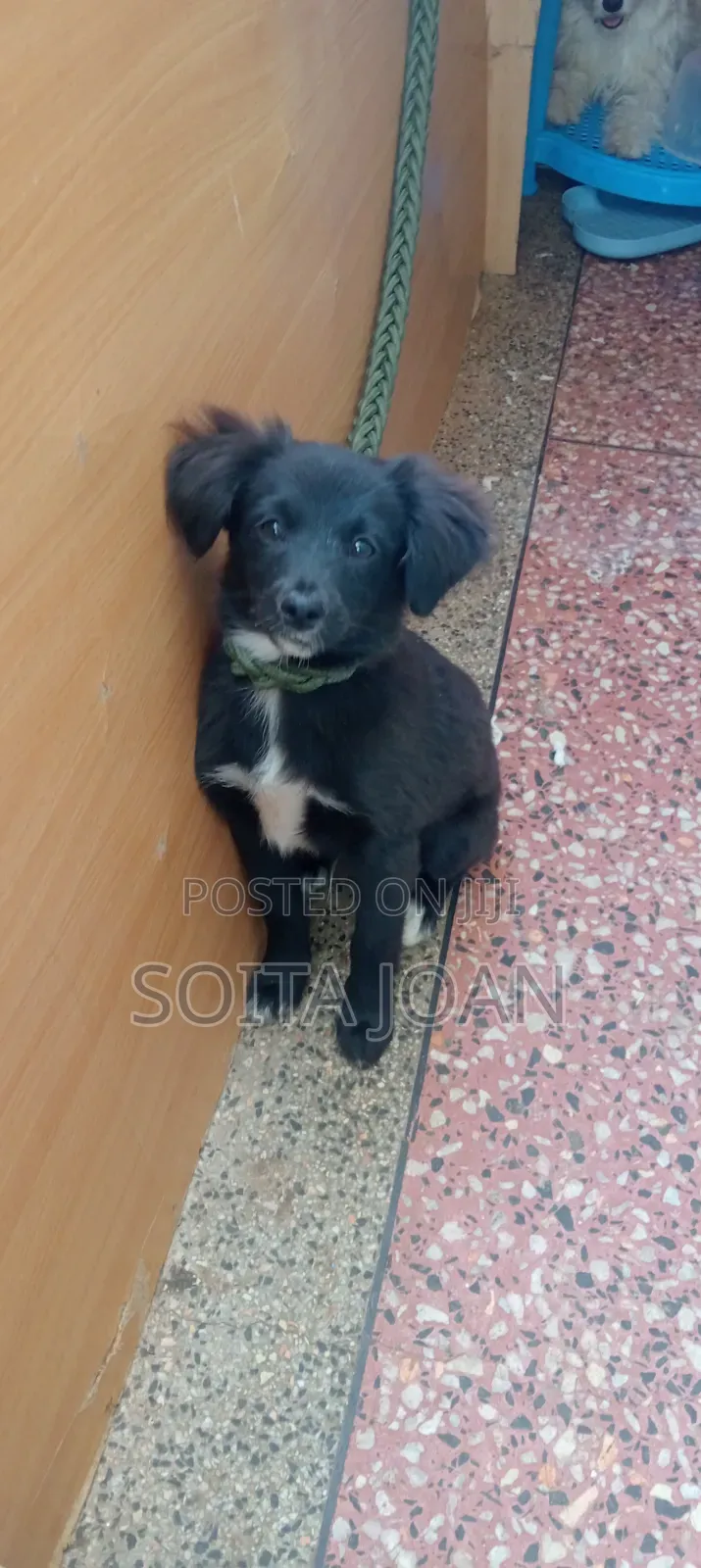 3-6 months Male Purebred Japanese Spitz