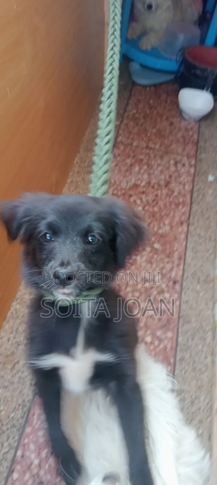 3-6 months Male Purebred Japanese Spitz