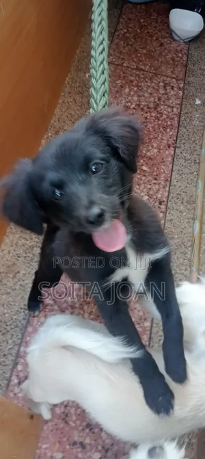 3-6 months Male Purebred Japanese Spitz