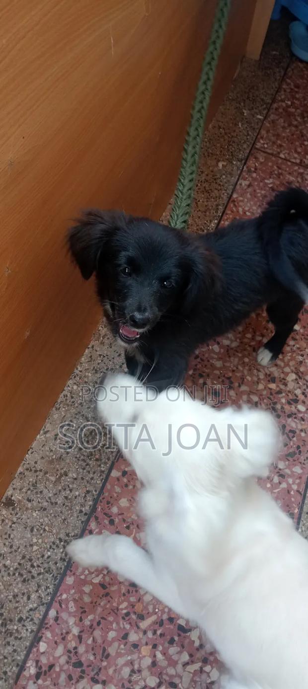 3-6 months Male Purebred Japanese Spitz - thumbnail 6