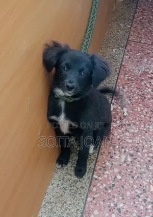 3-6 months Male Purebred Japanese Spitz