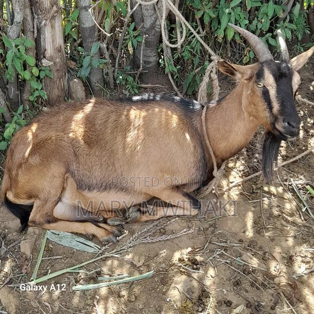 Dairy Goat