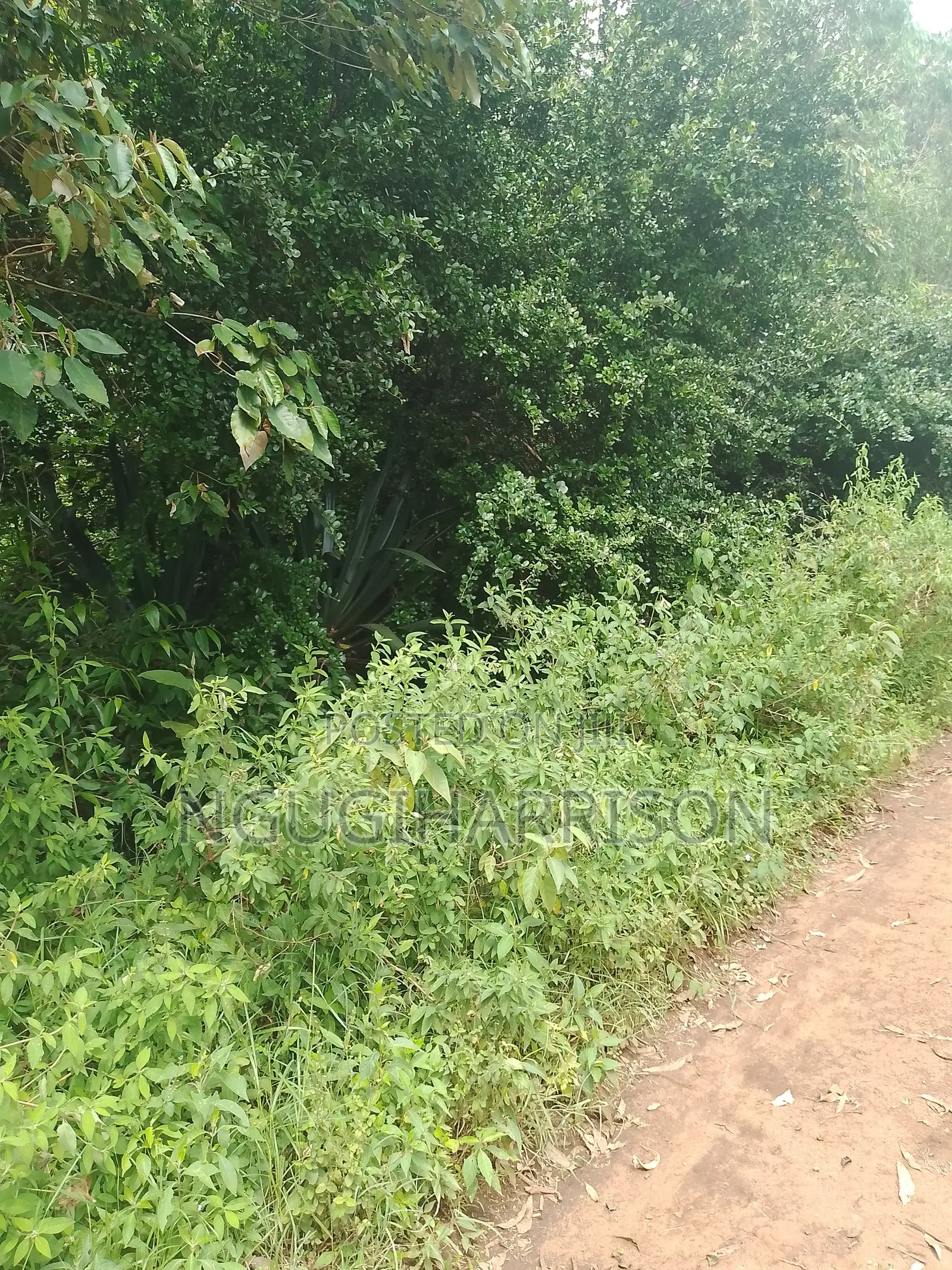 Nguirubi/Thigio 1/8th Acre 50*100 2.4m