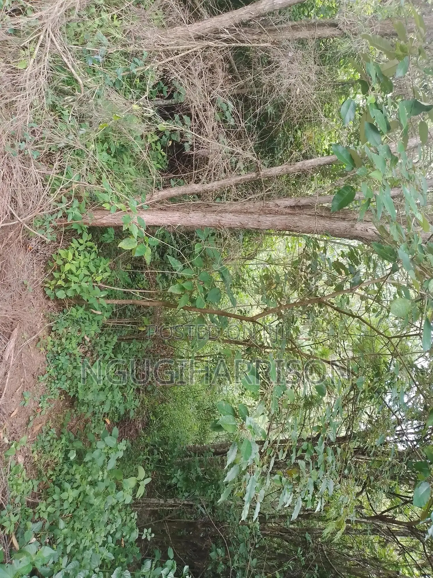 Nguirubi/Thigio 1/8th Acre 50*100 2.4m