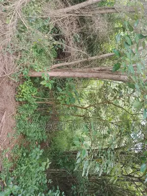 Nguirubi/Thigio 1/8th Acre 50*100 2.4m