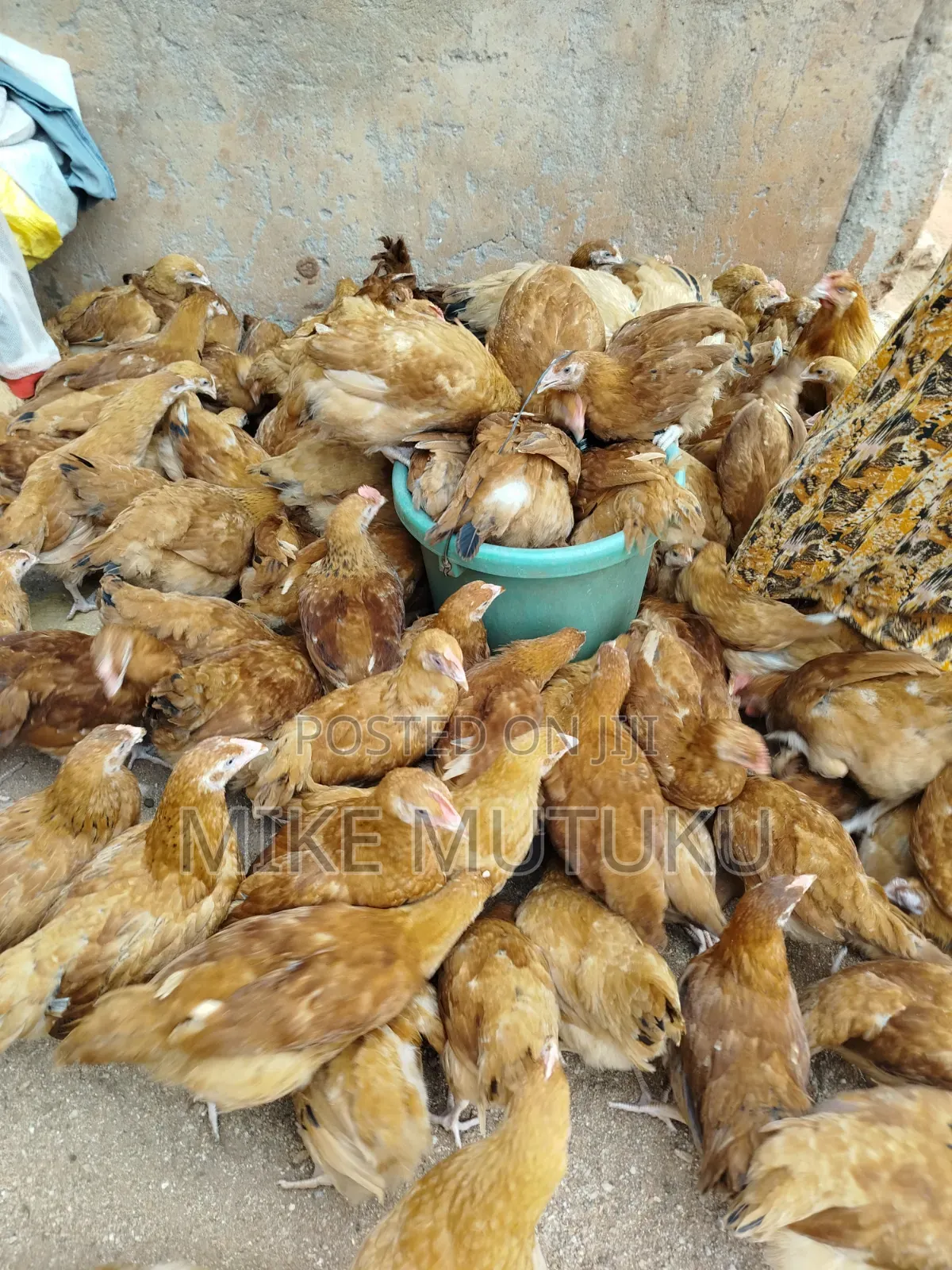 Sasso F1 9 Weeks Old Chicks.