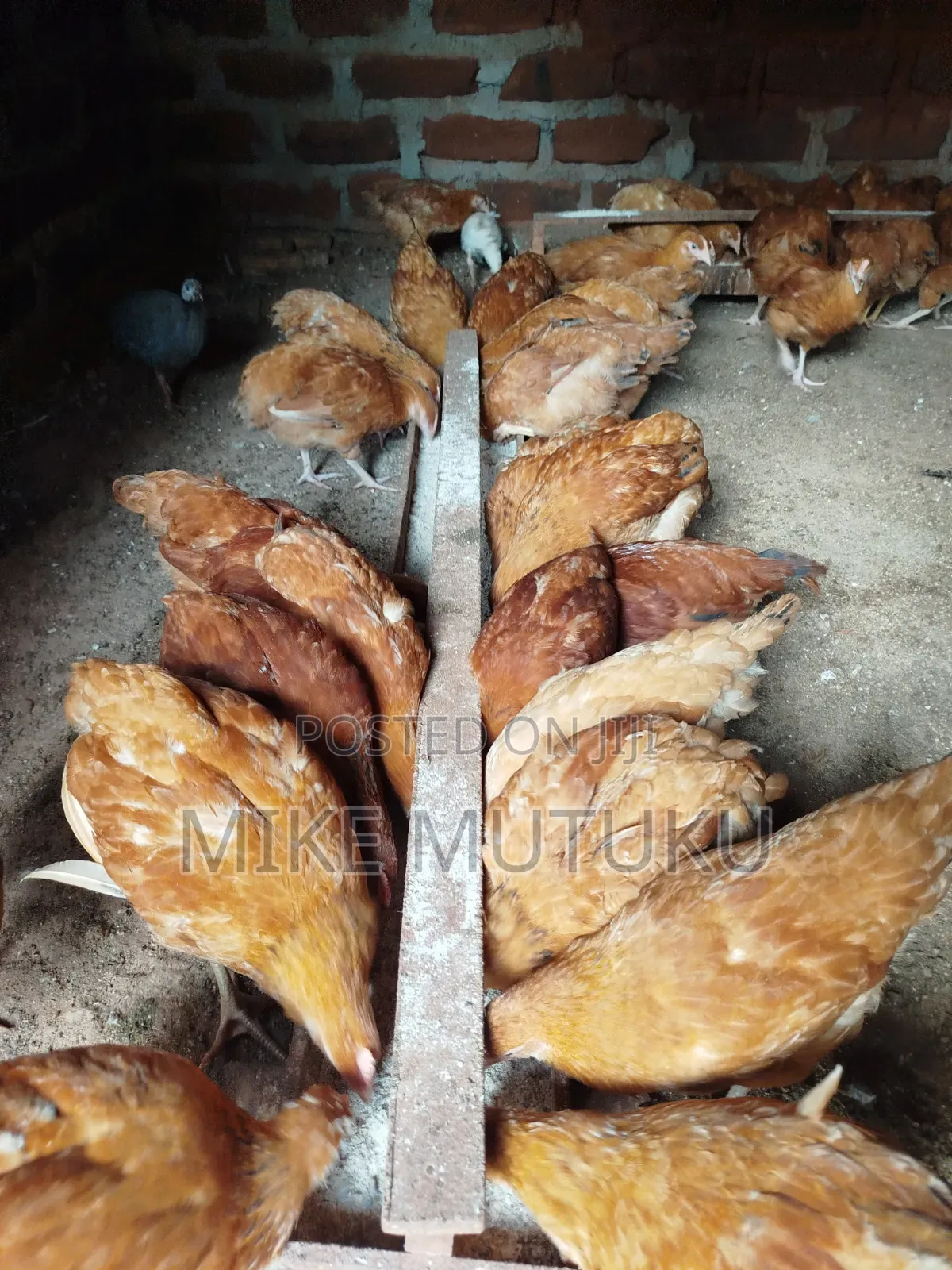 Sasso F1 9 Weeks Old Chicks.
