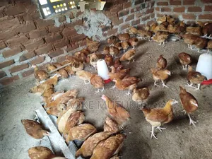 Sasso F1 9 Weeks Old Chicks.