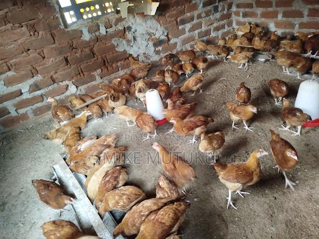 Sasso F1 9 Weeks Old Chicks. - thumbnail 3