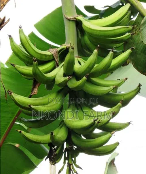 Quality Plantain Bananas and Seedlings in Stall
