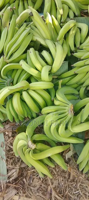 Quality Plantain Bananas and Seedlings in Stall