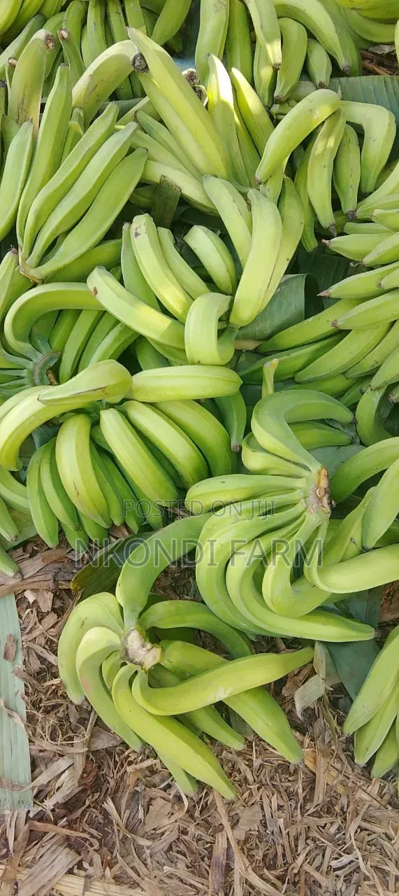 Quality Plantain Bananas and Seedlings in Stall