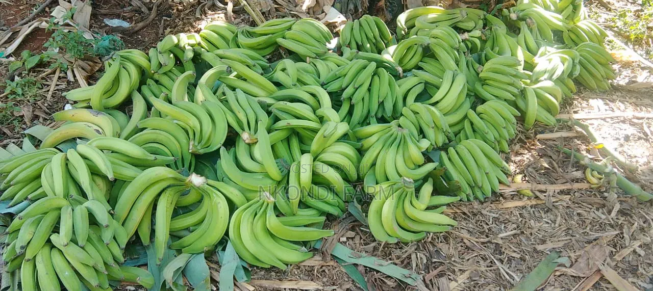 Quality Plantain Bananas and Seedlings in Stall