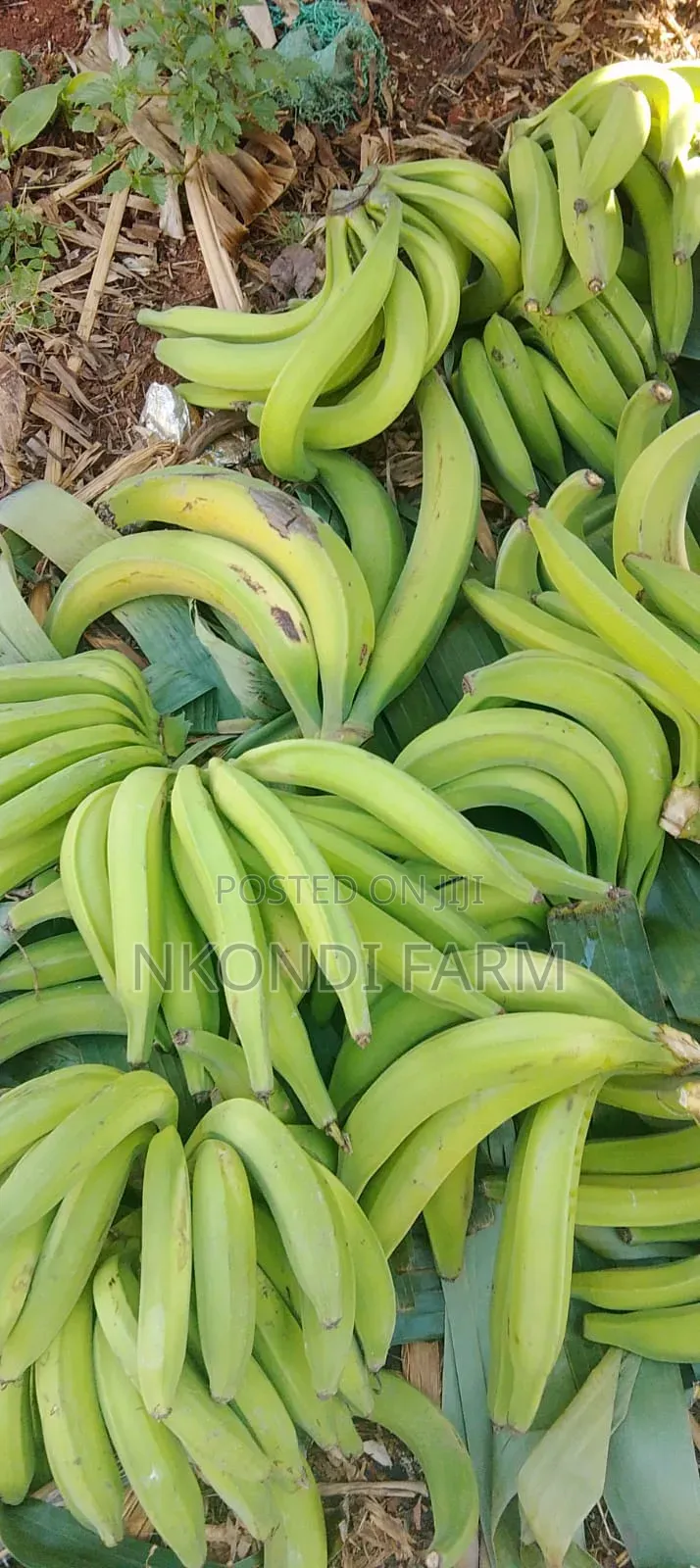 Quality Plantain Bananas and Seedlings in Stall