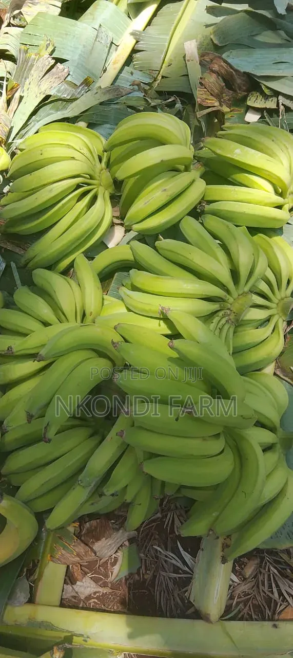 Quality Plantain Bananas and Seedlings in Stall