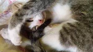 6-12 months Male Mixed Breed Tabby